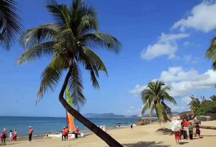 《mingri视野》～海南三亚椰子树掠影