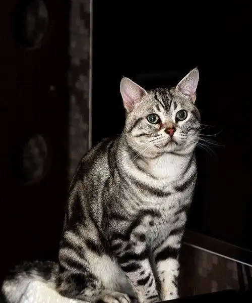 一个月大漂亮的美国短毛猫宝宝找新家