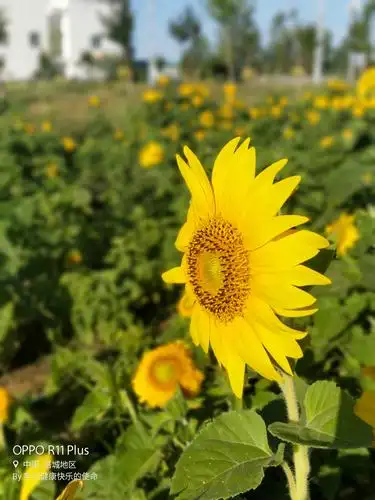 让生活充满阳光