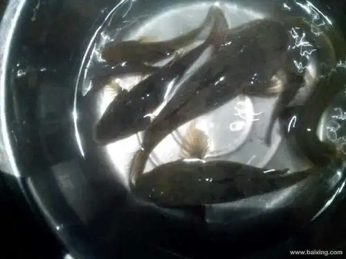 塘鳢,沙塘鳢,又叫笋壳鱼,仙居叫沙驹