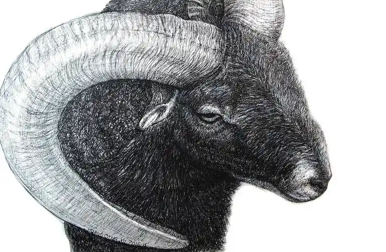 钢笔画《羚羊》