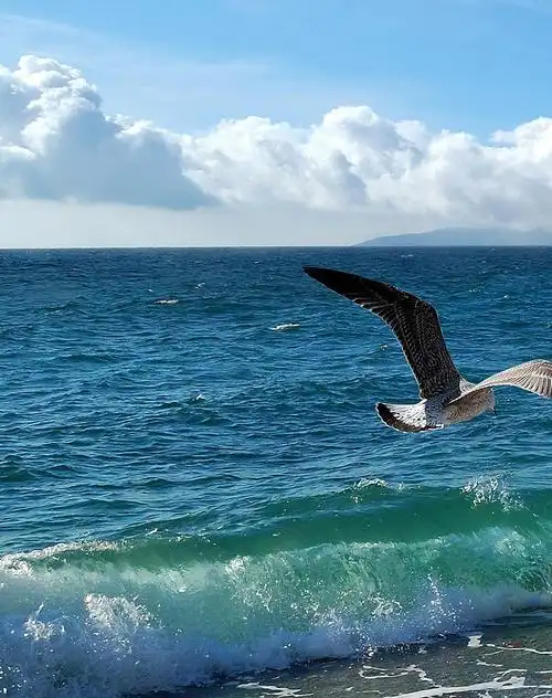 海洋系列装饰画 海纳百川