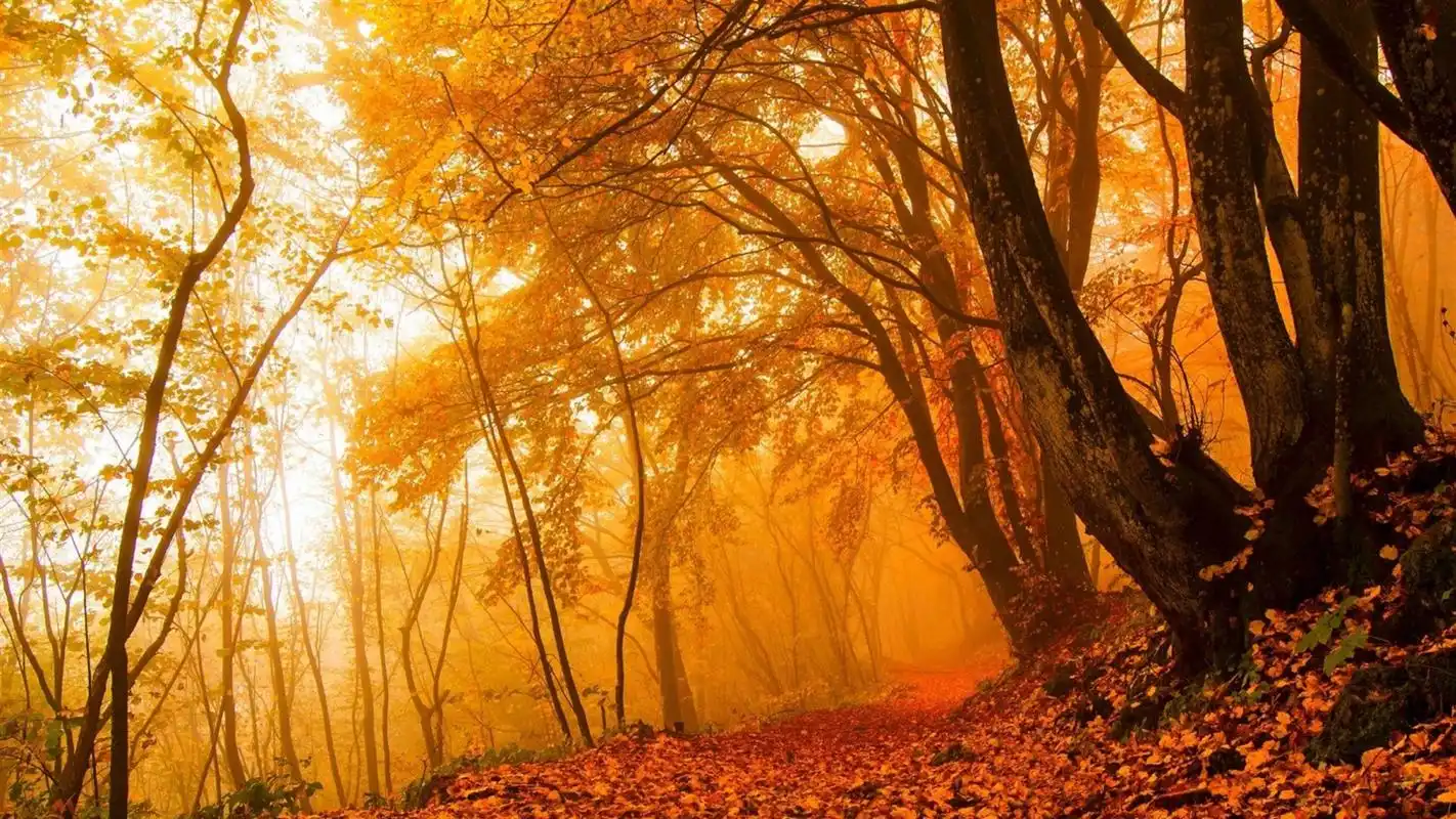 秋天风景高清1080p电脑桌面主题壁纸下载
