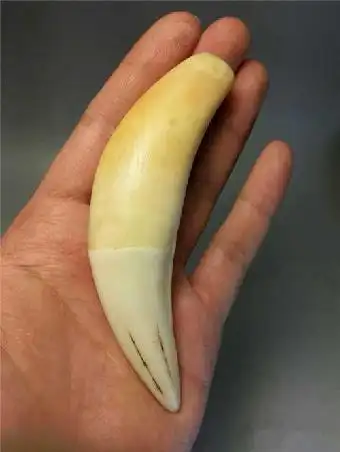 虎牙目前拍卖市场价格多少钱