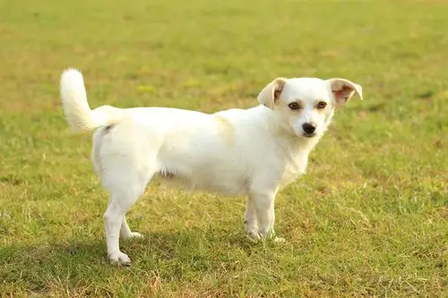 领养了一只狗狗,求解是什么品种的?_百度知道