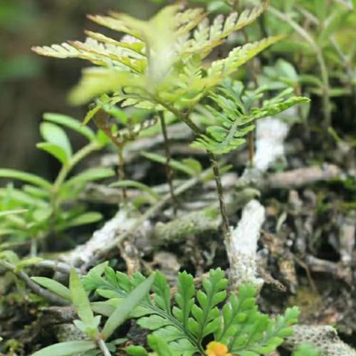 新鲜白毛蛇下单现采石蚕石祈蛇白毛岩蚕圆盖阴石蕨白毛骨碎补