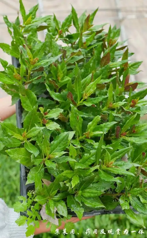 农之子 紫背天葵子紫背菜种子明月草苗 (白背菜)明月草苗 6棵【图片