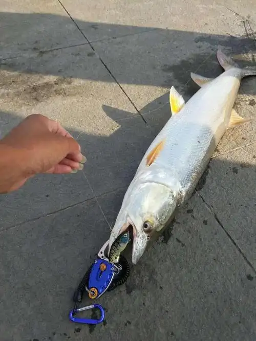 护城河钓起一米多长黄箭鱼网友长江一霸渔民都怕