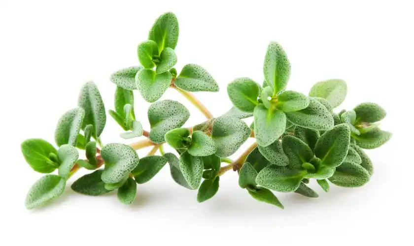 thyme, thymus vulgaris