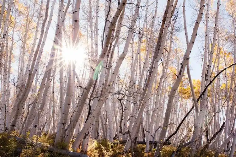 每日一花1.28:白杨:系马倚白杨,谁知我怀抱