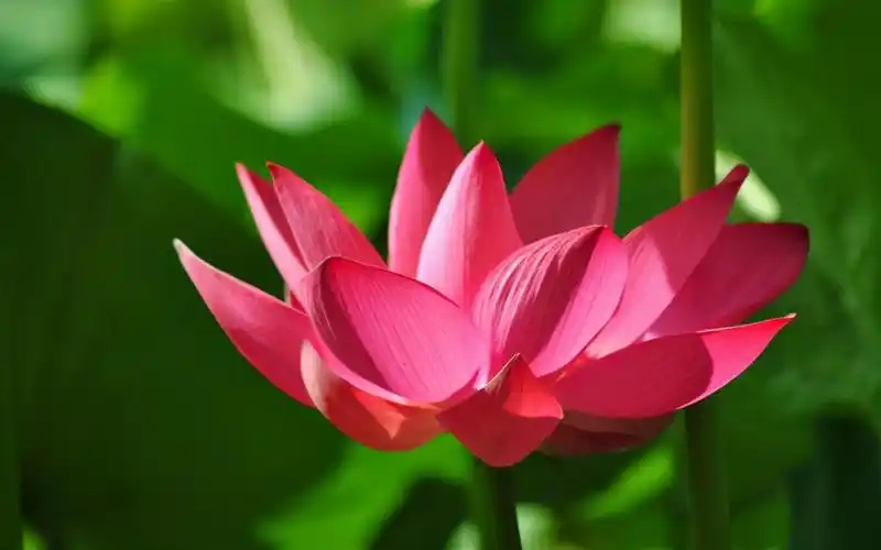 静坐佛前又见莲花开