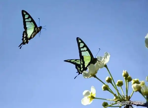 她发给我一段歌词,我头一次发现《两只蝴蝶》这首歌是那么美,细品一下