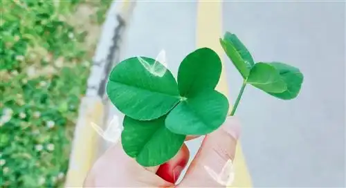 四叶草的朋友圈配文四叶草经典语录发朋友圈