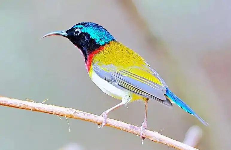 最美丽的鸟纲动物～天堂鸟