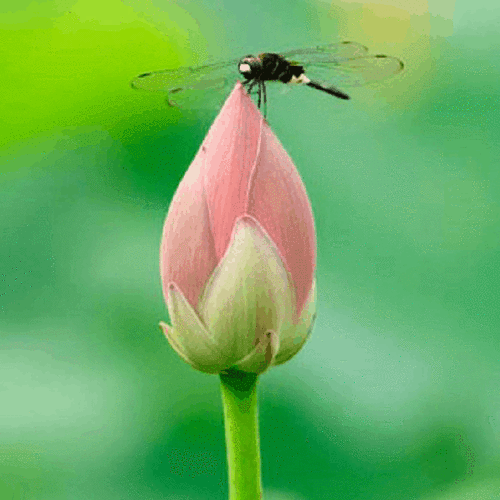 小荷才露尖尖角,早有蜻蜓立上头.