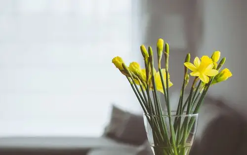 室内清新文艺植物盆栽图片桌面壁纸高清大图预览1920x1200_风景壁纸