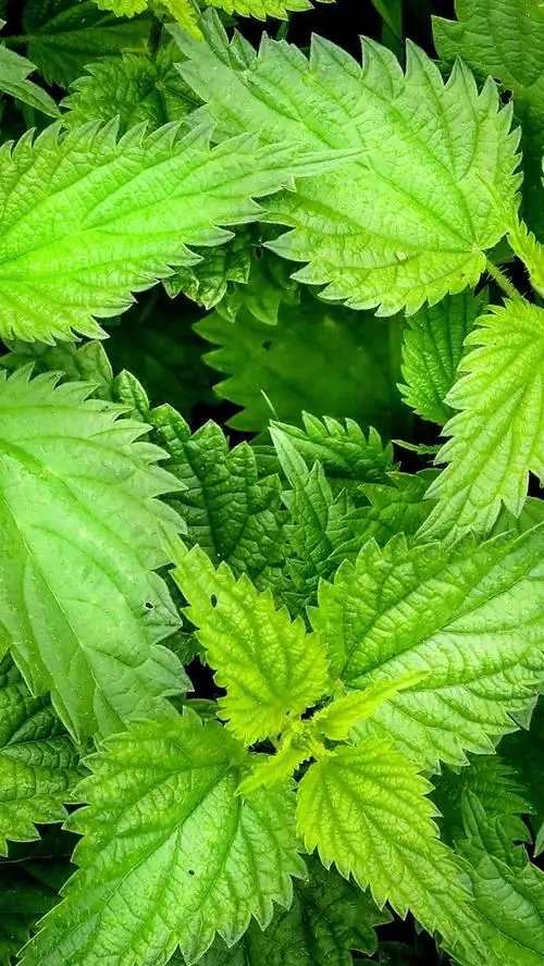 壁纸 荨麻叶,绿色,植物 3840x2160 uhd 4k 高清壁纸, 图片, 照片