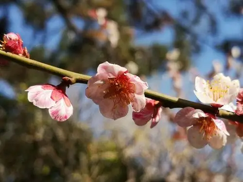 俏也不争春,只把春来报.