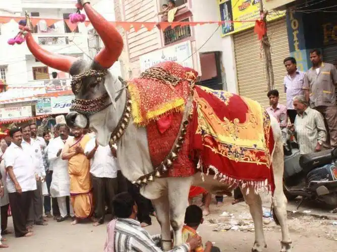 牛在印度是圣物不能杀也能不吃只养不杀不会牛灾泛滥吗