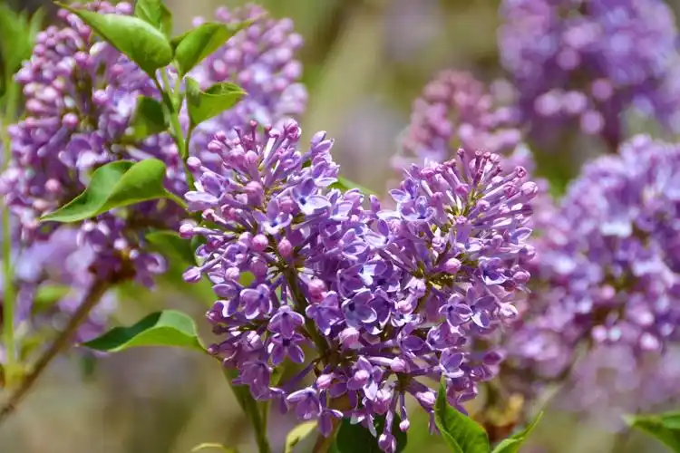 粉紫色丁香花,原创拍摄