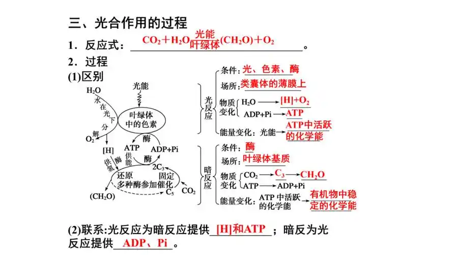 高中生物一轮复习光合作用详解
