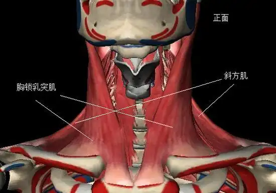 颈部肌肉群