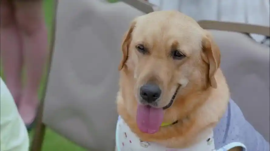 《神犬小七2》小七把欧叶当成了妈妈,童年记忆很深,太喜欢欧叶了 zt