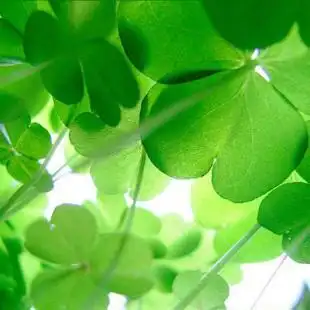 幸运四叶草头像微信