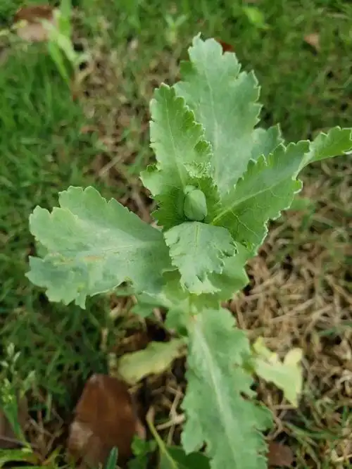 常德一居民在菜园内种植罂粟竟然为了过年做菜吃