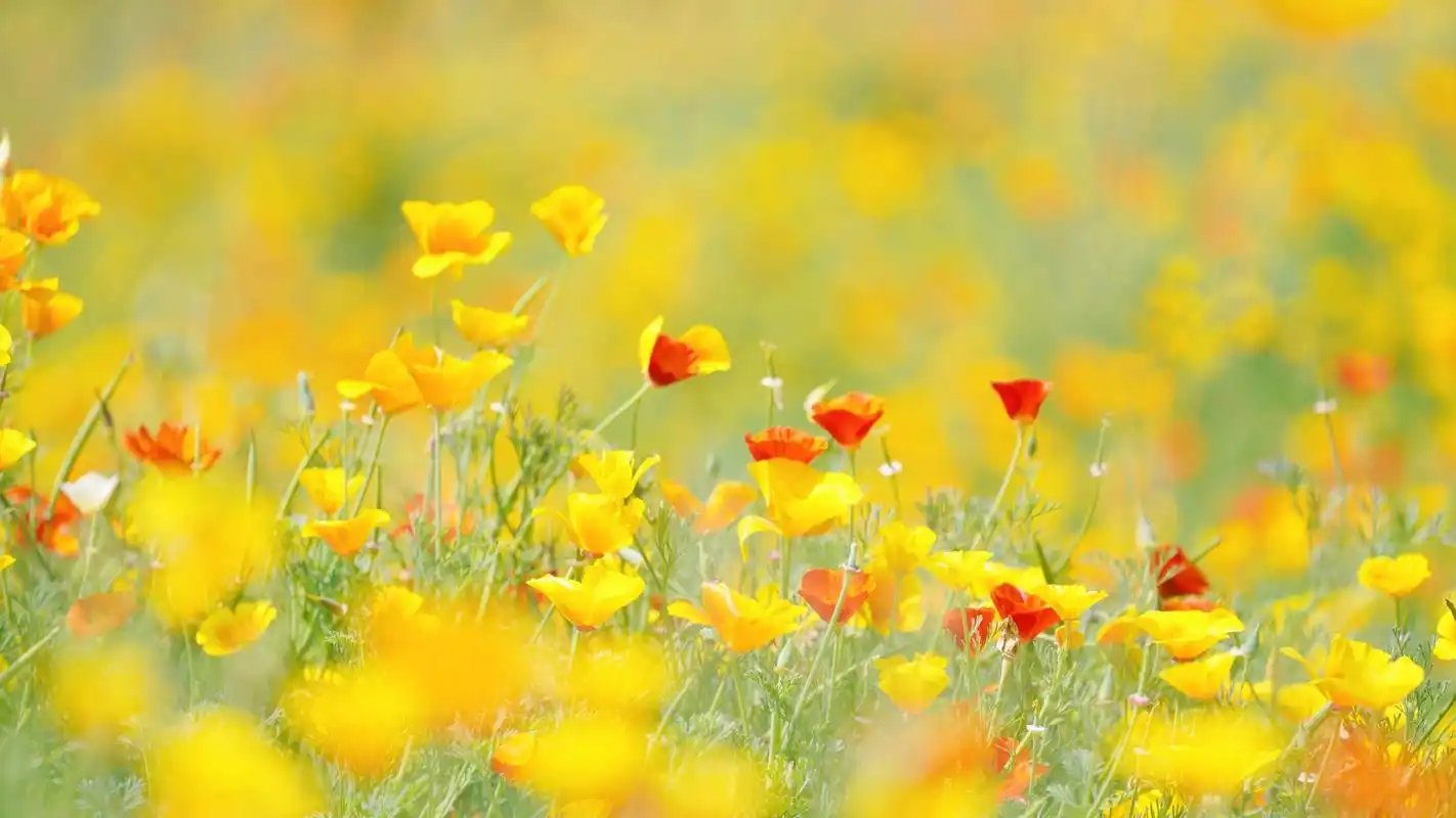 小清新唯美的花菱草,鲜花-回车桌面