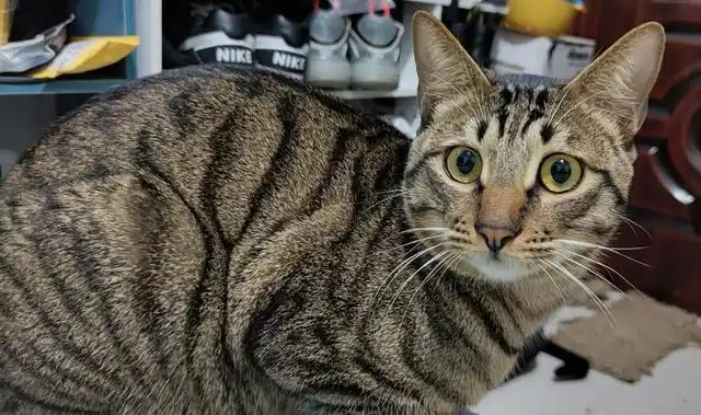 盘点中国5大"土猫",你都认识吗?