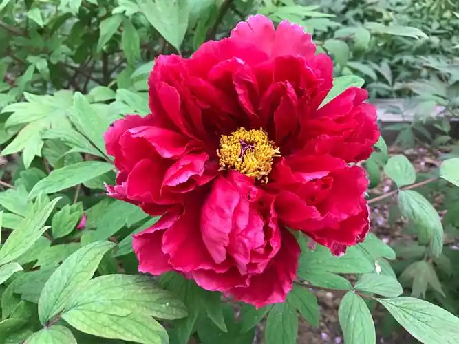 这是洛阳红,它是牡丹的名贵品种,它花繁叶茂,一株能开百朵花,璎珞满身