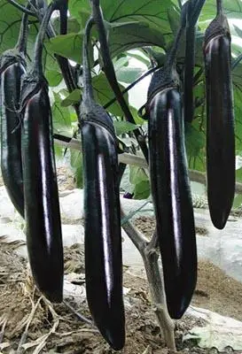 本单位最新育成极早熟杂交一代茄子新品种,该品种生长势好,茎杆,叶脉