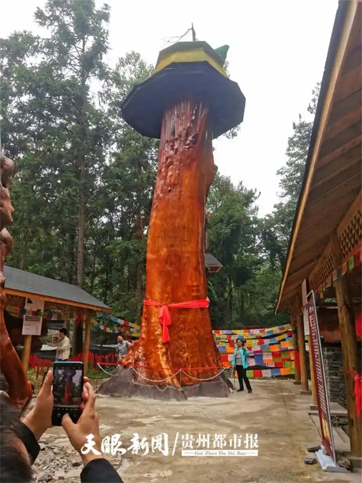 千年金丝楠木现身花溪夜郎谷,游客吐槽:想看却不让看