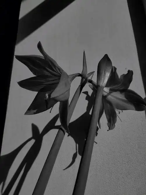 黑白向ins冷淡风壁纸