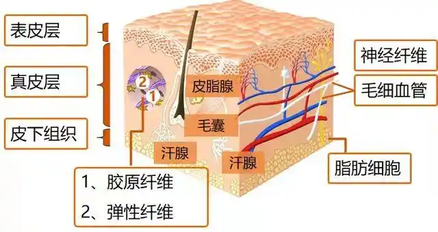 半永久纹绣就是在皮肤的表皮层植入色素,随着表皮层细胞的新陈代谢