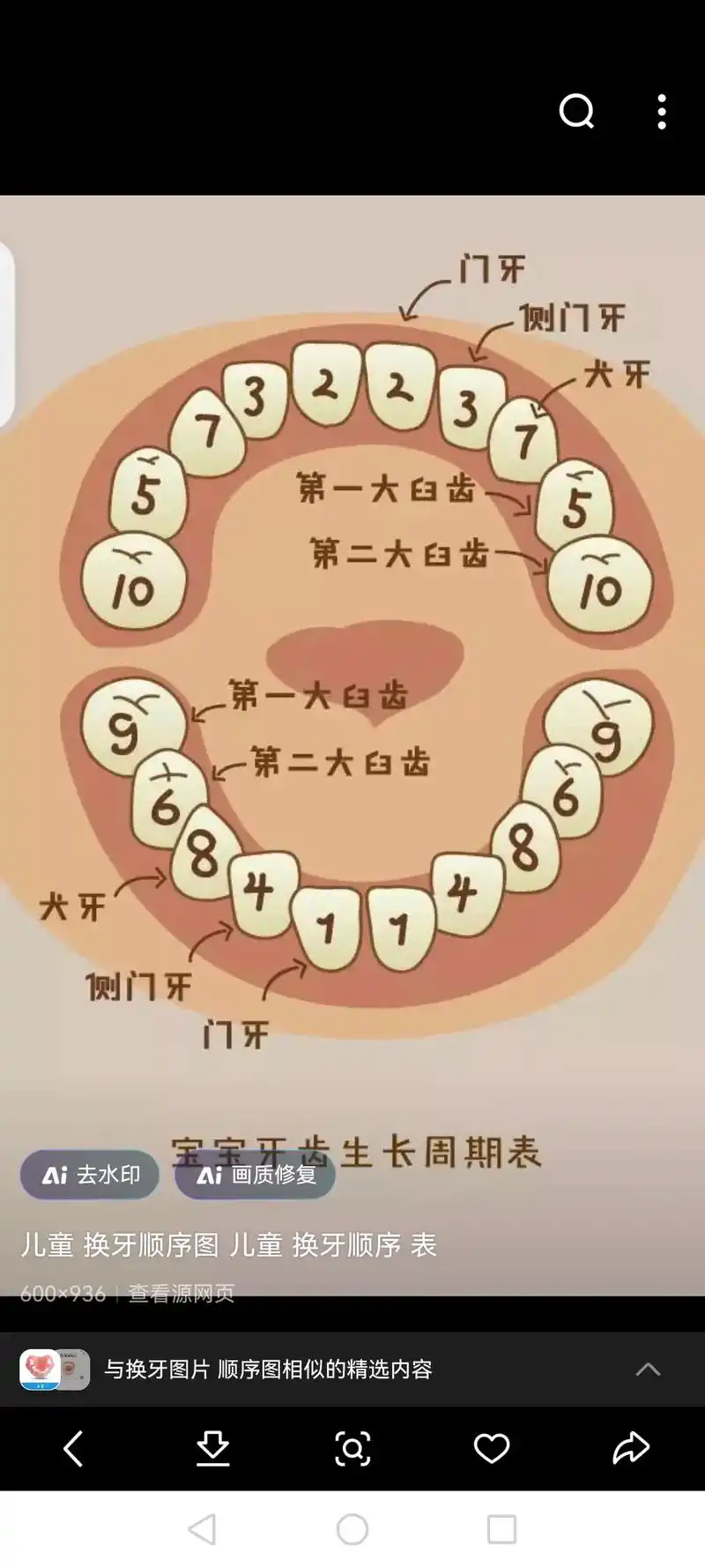上额 第一双尖牙10-11岁 换牙图片顺序图 作图 13: - 抖音