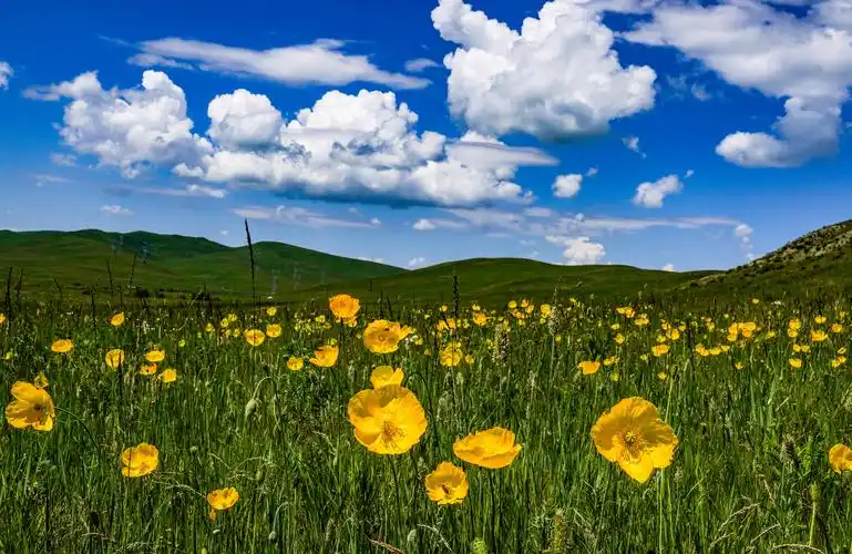 美丽的扎鲁特草原