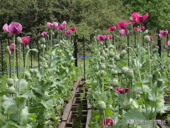 关于罂粟花的句子爱似罂粟花,唯美却有毒盛开在彼岸的黑罂粟,等待