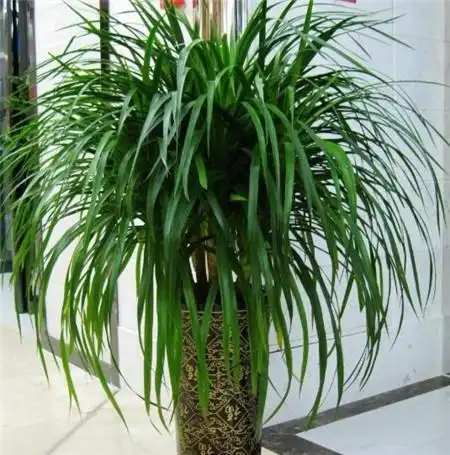 龙须树的寓意与风水龙血树的摆放关系家居风水