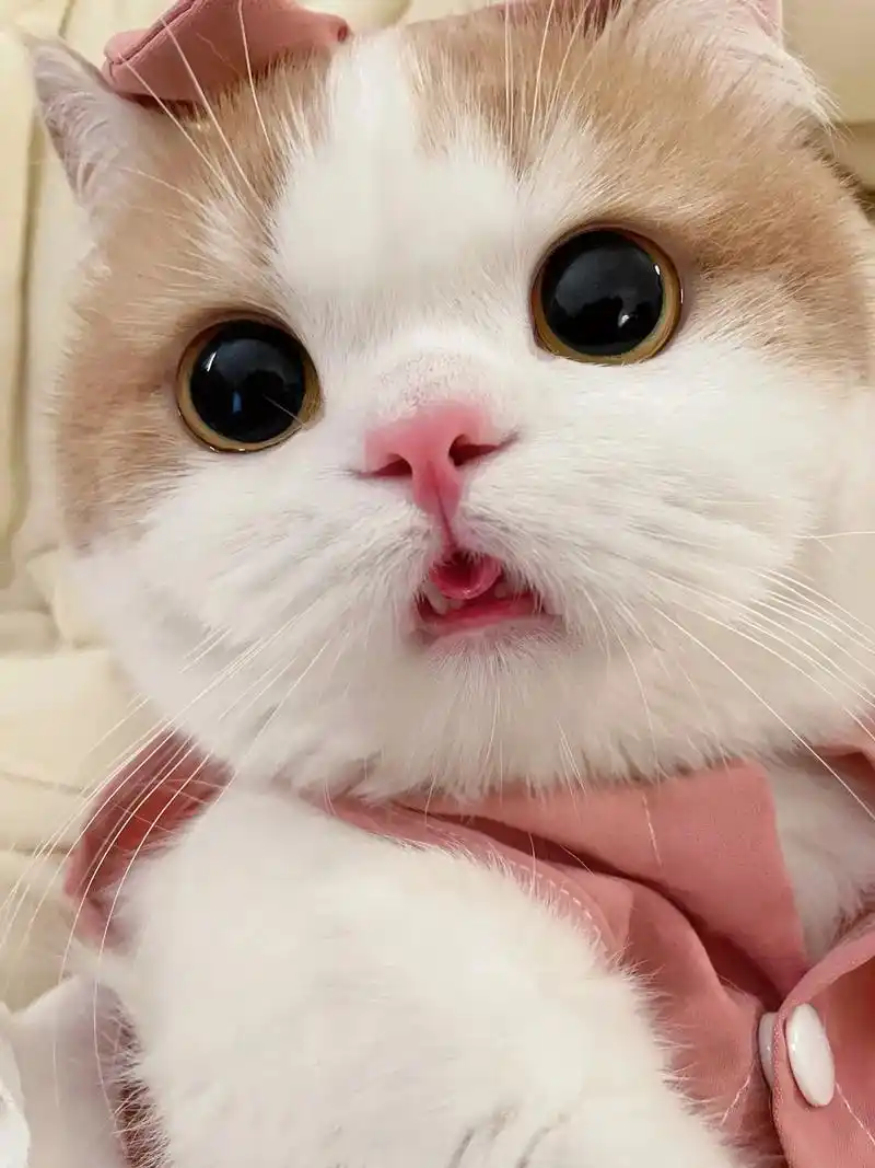 这小猫看起来就很会撒娇嘛#谁能拒绝傻憨憨的小猫咪 #又是被小 - 抖音