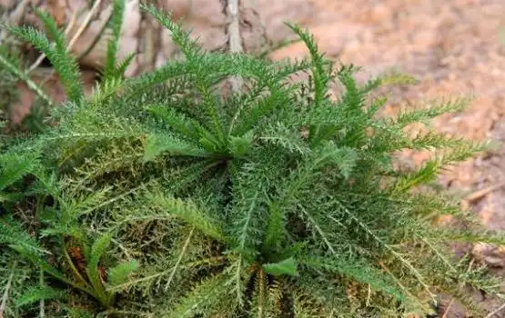 飞天蜈蚣的功效与作用,飞天蜈蚣草能治蛇缠腰吗(民间俗称"长寿草")