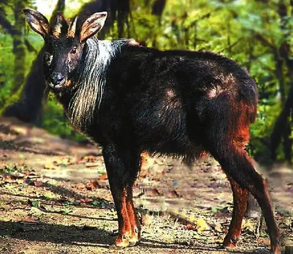 保护秦岭"精灵" 你我携手同行