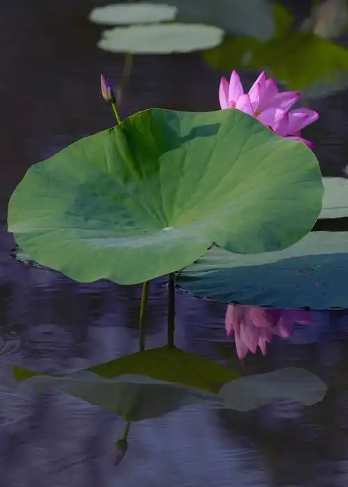 写美篇在花海中寻觅到几枝枯萎的莲蓬,在盛开的荷花中充满沧桑与刚强