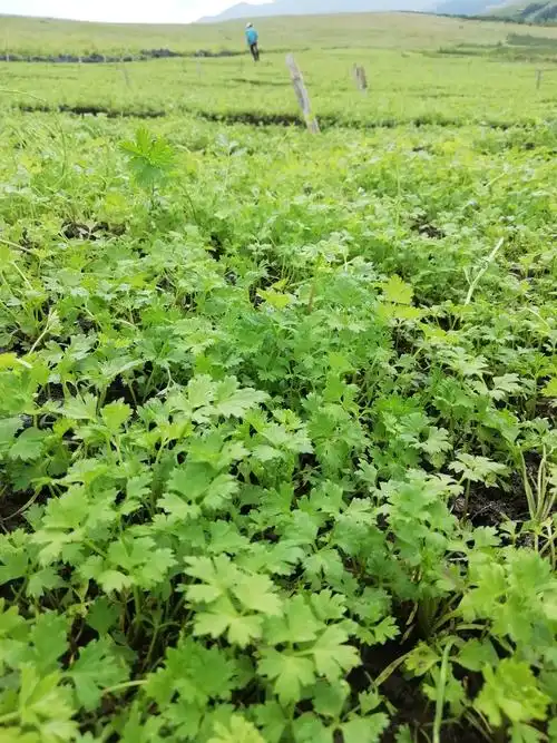 《优质当归苗火热预售》 18935523155