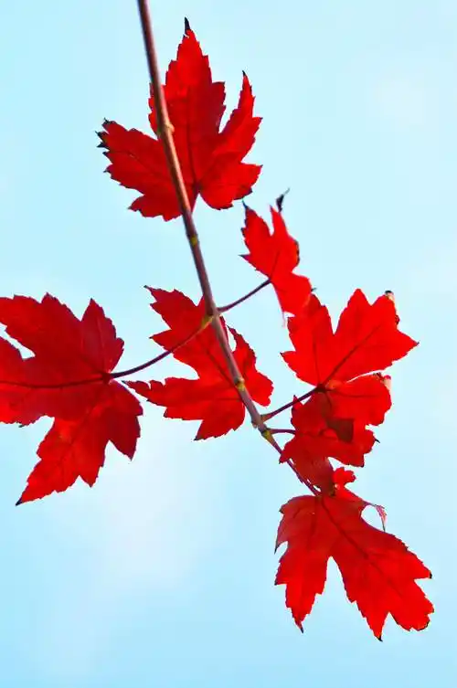 锡北枫叶红透了|枫叶红|锡北镇|锡山区_新浪新闻