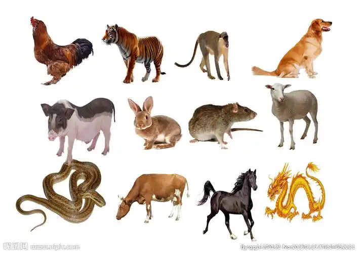 十二生肖图_百度知道