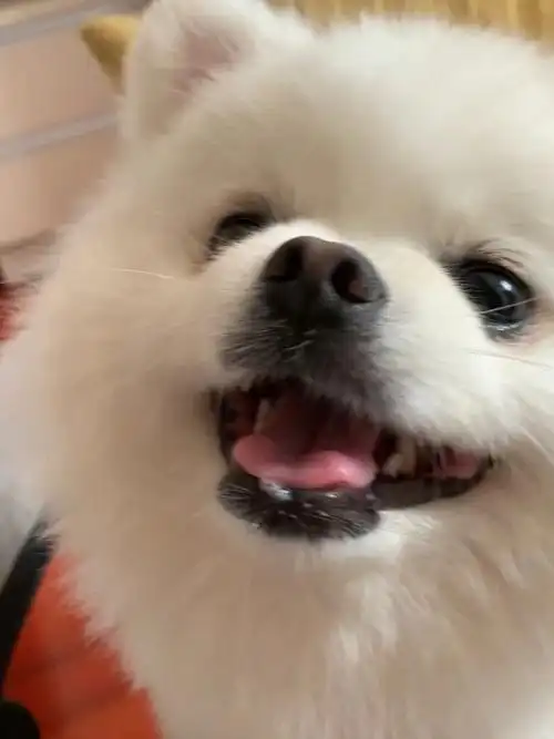 今日份微笑小博美治愈系小狗