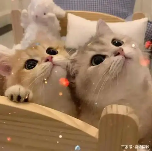 可爱猫咪头像
