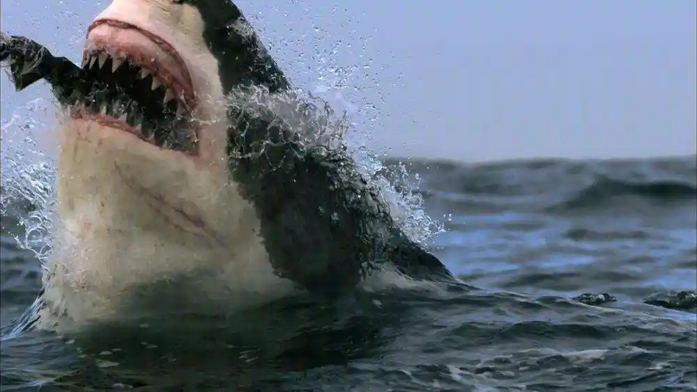 shayu(鲨鱼的牙齿不是永久齿,只有固定的一排,这种说法是)